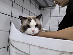 -BABIT巴比特宠物(MOMOPARK店)