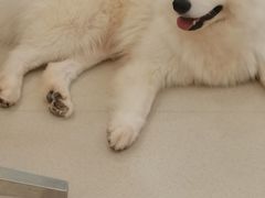 -共舞时光猫咖·狗咖(新街口店)
