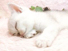 -十年猫舍·猫咪专门店(普陀店)