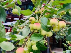 -华声天桥民俗文化园