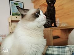 -喵屿·大理花园猫咖