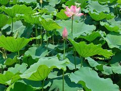 -西湖文化广场