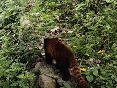 -都江堰中华大熊猫苑