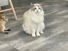 -楼上猫咖(罗湖店)