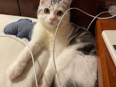 -lincat·猫舍(广州店)
