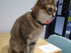 -猫色咖啡·猫咖
