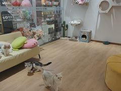 -1013 PET SHOP精品宠物商店(丁香店)