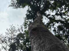 -西双版纳原始森林公园