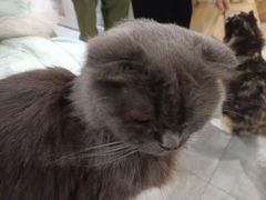 -楼上猫咖(罗湖店)