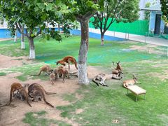 -西霞口神雕山野生动物世界