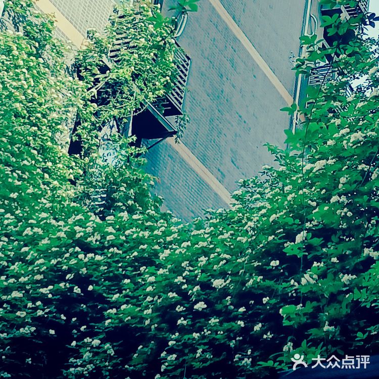 成都的七里香开了