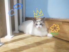 -老吴的猫·猫舍(新区店)