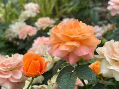 -上海植物园-4号门售票处