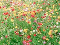 -上海鲜花港