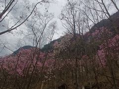 -九皇山景区