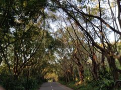 -深圳国际园林花卉博览园