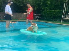 -汪说喵讲宠物乐园宠物酒店(红星美凯龙店)