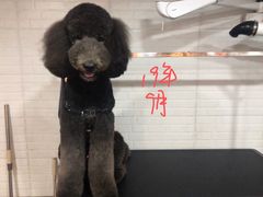 -PETKIT小佩宠物(古北店)