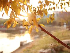 -辽宁中医药大学杏林学院(新校区)