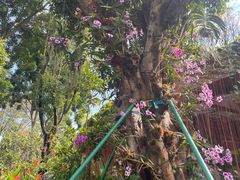 -东莞植物园