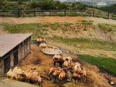 -大青山野生动物园