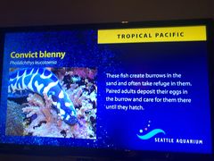 -西雅图水族馆