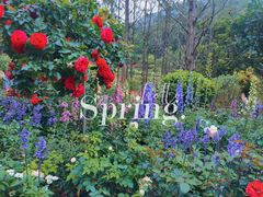 -深圳仙湖植物园