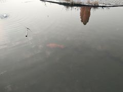 -白洋淀景区