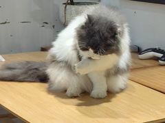 -李小姐の猫咖啡馆(五角场店)