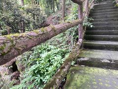 -缙云山景区
