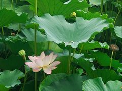 -莲池书院博物馆