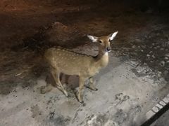-清迈夜间动物园
