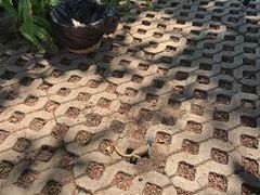 -清迈女子监狱马杀鸡(无分店)