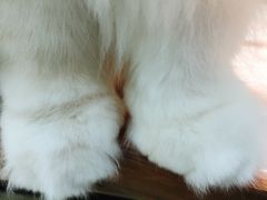 -猫亿天猫咖