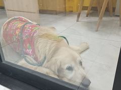 -瑞派·爱瑞可动物医院·口腔专科(广华新城分院)