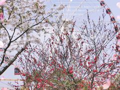 -顾村公园