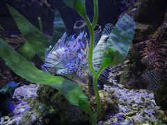 -太平洋海底世界