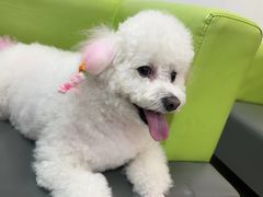 -北京观赏动物医院·24小时大型综合·猫专科·异宠专科
