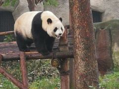 熊猫-成都大熊猫繁育研究基地