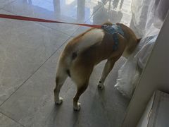 -中农国际动物医院24小时·猫科·骨科·急重症中心