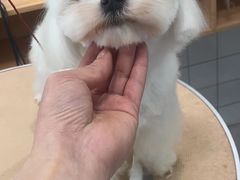 -猫狗日记·自助洗护·宠物寄养·售卖