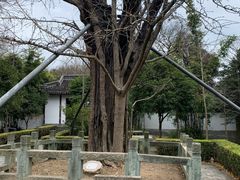 -上海佘山国家森林公园天马山园