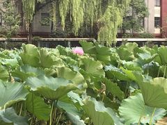 -四川大学(望江校区)