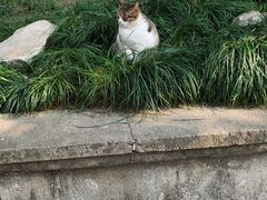 -龙华寺