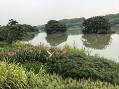 -广东花都湖国家湿地公园