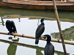 -长兴太湖图影湿地文化园