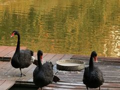 -春晖园度假酒店温泉