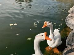 -团结湖公园