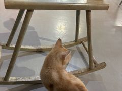 -豆逗聊愈猫阁Easy Life