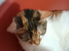 -平行世界·猫咖(首经贸店)